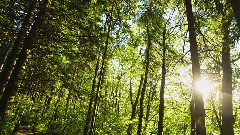 Grup Boix, fondo Next Generation para digitalizar la industria forestal