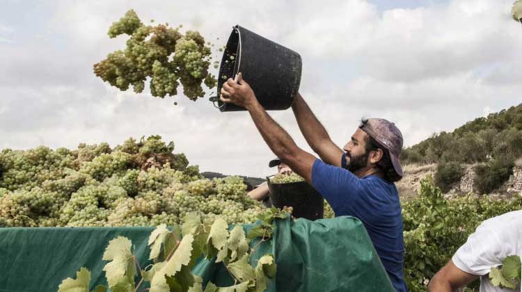 L’empresa d’economia social L’Olivera duplicarà enguany la presència internacional amb l’exportació de 10.000 ampolles de vi