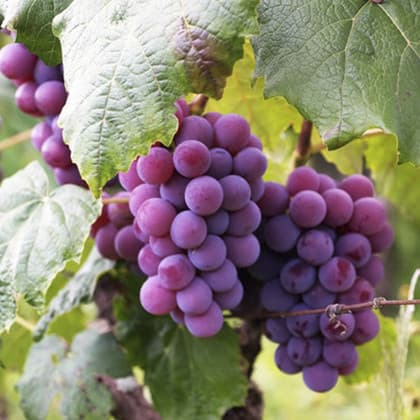 Estudi de mercat del sector de vins i caves