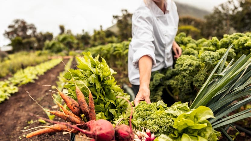 El sector agroalimentari a Catalunya. Consulta l'informe sectorial del primer sector de la indústria catalana 