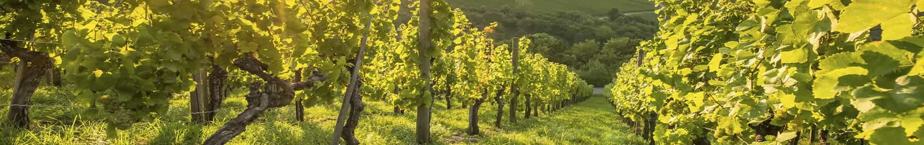 Delegación del Alt Penedès, el Garraf y el Maresme