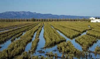 Tu delegación de ACCIÓ en Terres de l’Ebre