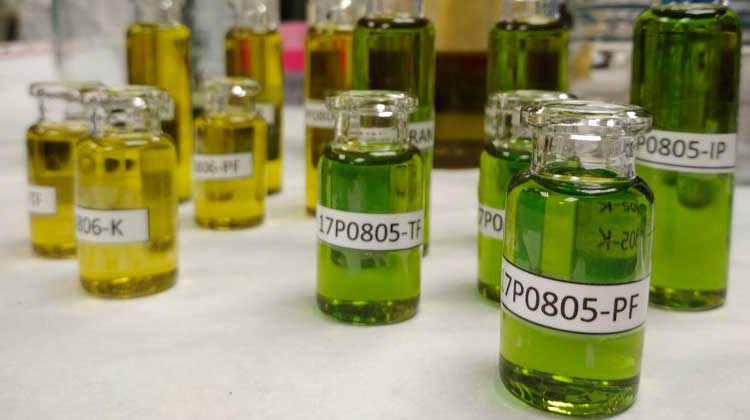Un consorci català crea un sistema per verificar l’origen de l’oli d’oliva i detectar possibles adulteracions 