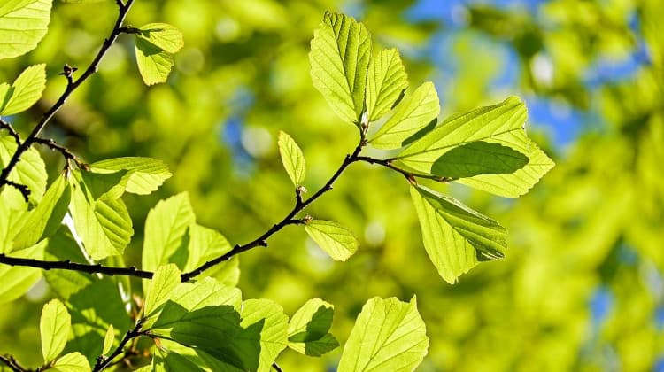 L’ecosistema de l’hidrogen a Catalunya ja genera una facturació de 426 MEUR, segons un estudi d’ACCIÓ