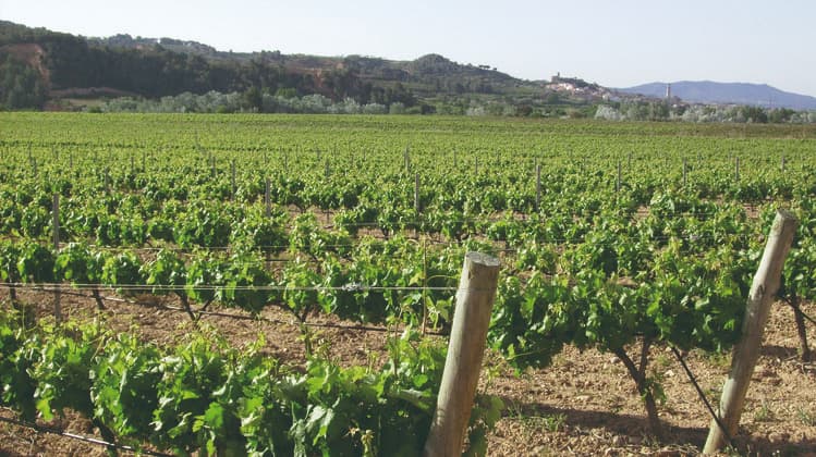 Castell d’Or exporta prop d’un milió d’ampolles de cava als EUA en només 5 anys