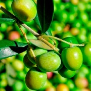 Mapeig del sector de l'oli d'oliva a Catalunya