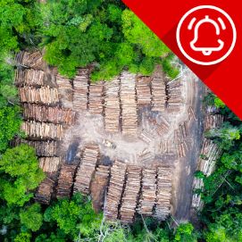 La UE aplica un nou compliment per matèries primeres i productes associats a la desforestació